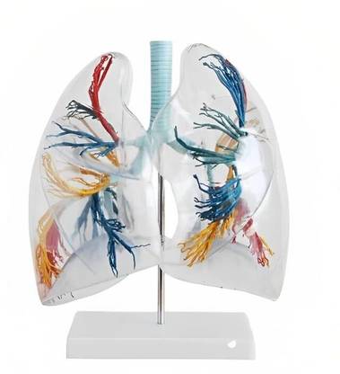 KHANNA TRADERS K58 Transparent Lung Segment Anatomical Model: Transparent Lung Segment Model Anatomical Body Model
