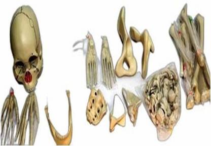 PANDAS Disarticulated Skeleton Model Anatomical Body Model
