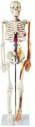 Labgo Articulated Human Miniature Skeleton Model Anatomical Body Model