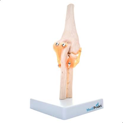 MediPrakt | LIFE SIZE ELBOW JOINT MODEL | With Flexible Ligaments | For Orthopedic Use | Anatomical Body Model
