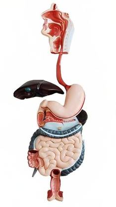 KHANNA TRADERS K29 LTD HUMAN DIGESTIVE SYSTEM MODEL Anatomical Body Model