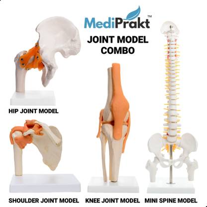 MediPrakt | JOINT MODEL COMBO - 4 | Set of HIP, SHOULDER, KNEE JOINT & MINI SPINE MODEL | Unbreakable PVC | Anatomically Accurate | Anatomical Body Model