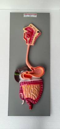 wkm Digestive System Model On Borad | Human Stomach Anatomical Body Model