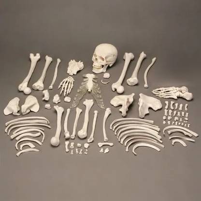 KHANNA TRADERS Human Disarticulated Skeleton Loose Bone Set Anatomical models Anatomical Body Model