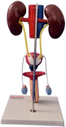 GD ANATOMICALS Anatomical Models Factory Male Urogenital System Anatomical Body Model