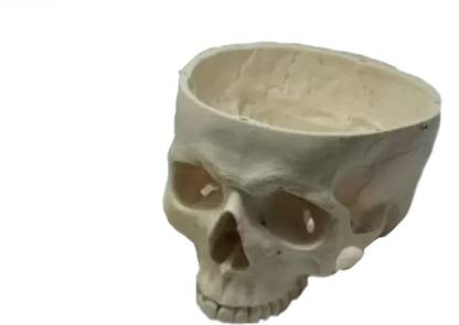 MYASKRO Disarticulated Human Skull Model For Anatomical Studies Anatomical Body Model