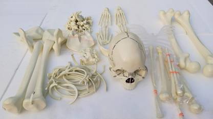 EMEDI Human Skeleton Bone Set Model Anatomical Body Model