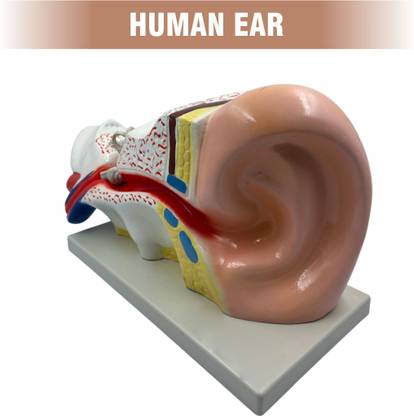 SunLix Human Ear For Educational Purpose Anatomical Body Model