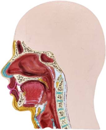 Karyote Human Nose Cross Section Model Anatomical Body Model