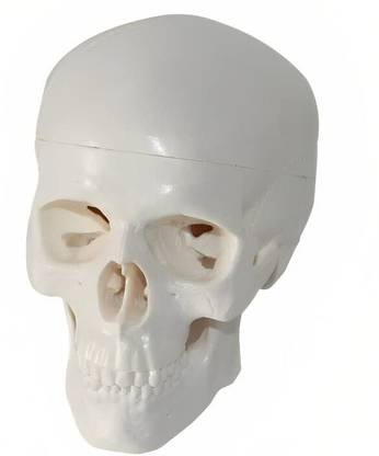 KHANNA TRADERS K57 FETAL SKULL: Anatomy of the Fetal Skull Anatomical Body Model