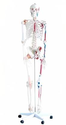 KHANNA TRADERS k65 Skeleton Life Size Articulated 180cm Fiber/A Life-Size 180cm Fiber Anatomical Body Model
