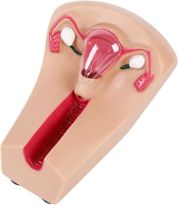 MYASKRO IUD Training Model (Premium Quality) Anatomical Body Model