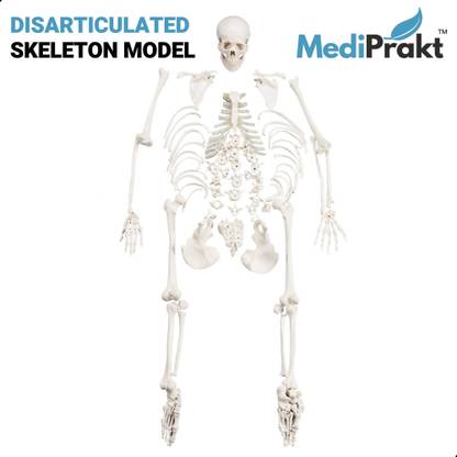 MediPrakt | DISARTICULATED HUMAN SKELETON MODEL | LIFE SIZE | 5'6" | Anatomical Body Model