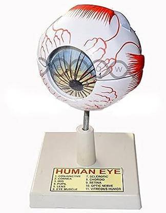 Labgo Eye Anatomy Model, Eyeball Model, Human Eye Anatomical Model for Science Anatomical Body Model