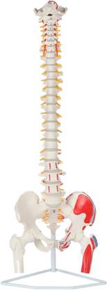 Labgo Painted Flexible Spine Model, 36" Life Size Spinal Cord Anatomy Model Anatomical Body Model