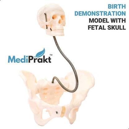 MediPrakt | BIRTH DEMONSTRATION MODEL | With FETAL SKULL |Life Size|Anatomically Accurate| Anatomical Body Model