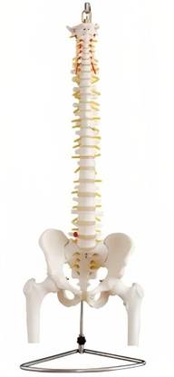 KHANNA TRADERS k67 VERTEBRAL COLUMN WITH PELVIS AND FEMUR HEAD TALE ANATOMICAL MODEL Anatomical Body Model