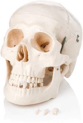 AvishkarAvis (AVIS) XC-104 Anatomical Body Model