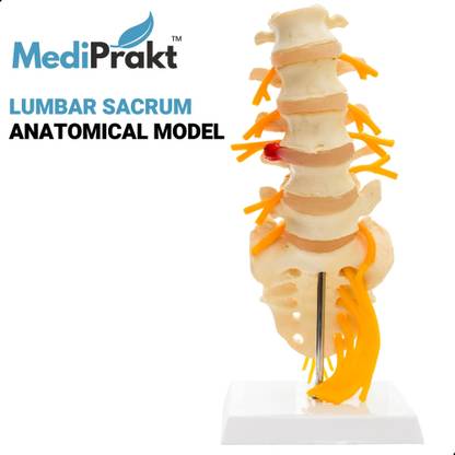 MediPrakt | LUMBAR SACRUM SPINE MODEL | Anatomical Body Model