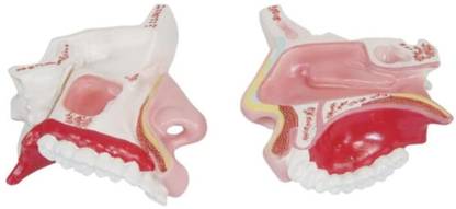 MYASKRO Nasal Cavity Anatomical Model Premium Quality Anatomical Body Model