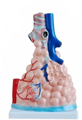 KHANNA TRADERS K57 Magnified Pulmonary Model: Improving Our Knowledge of Respiratory Health Anatomical Body Model