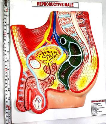 PANDAS REPRODUCTIVE MALE ANATOMICAL MODEL Anatomical Body Model