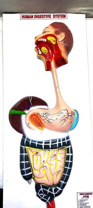 PANDAS HUMAN DIGESTIVE SYSTEM Anatomical Body Model