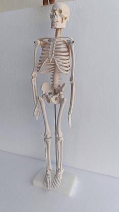EMEDI Small Skelton On Stand Anatomical Body Model