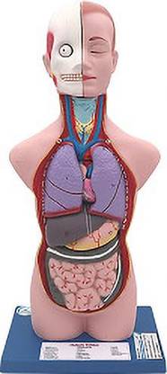 Lexbax Human torso model detachable 6 parts (Pack of 1) Anatomical Body Model