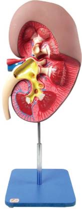 GVSSCO Kidney model Anatomical Body Model