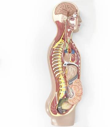 KHANNA TRADERS K39 LTDSympathetic Nervous System/The Influence of Sympathy Anatomical Body Model
