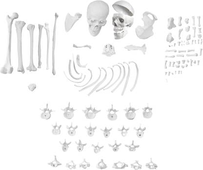 XBONZ Disarticulated Human Skeleton Model, Bone Set, Life Size Bones, XBB-01, Anatomical Body Model