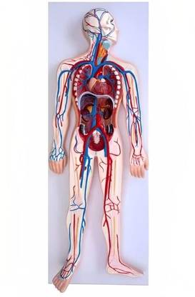 KHANNA TRADERS K43 LTD CIRCULATORY NERVOUS SYSTEM MODEL Anatomical Body Model