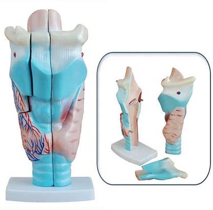 KHANNA TRADERS K15 LTD Magnified Human Larynx Model Anatomical Body Model