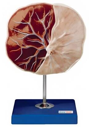 KHANNA TRADERS K40 LTD HUMAN PLACENTA MODEL/Knowing Its Structure, Function, and Importance Anatomical Body Model