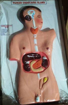 kapasiyaji traders KJT 08 Human Endocrine Gland model Anatomical Body Model