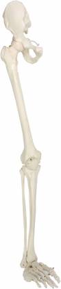 Zx Human Leg Bones Model (Lower Limb Skeleton) Anatomical Body Model