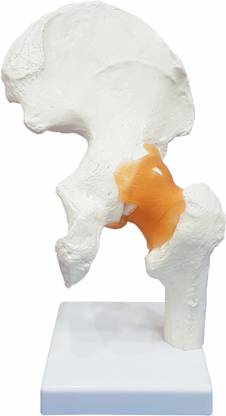 Zx Hip Joint Model Flexible Anatomical Body Model