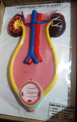 kapasiyaji traders KJT 10 Human Kidney with Bladder Model Anatomical Body Model