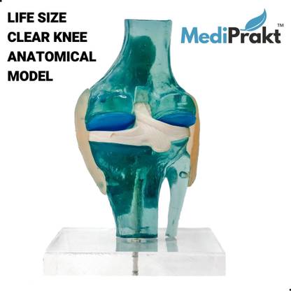 MediPrakt | CLEAR KNEE JOINT MODEL | LIFE SIZE | With Flexible Ligaments | For Demonstration & Orthopaedic Use | Anatomically Accurate | Anatomical Body Model