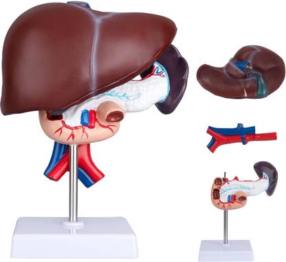 Labgo Liver, Pancreas and Duodenum Model With Highly Anatomical Body Model