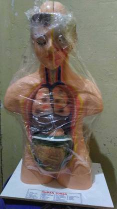 kapasiyaji traders ATM-3 Human torso small Anatomical Body Model