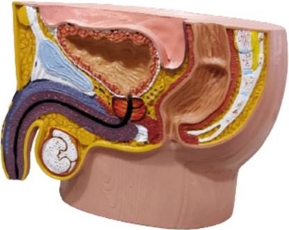 Karyote Human Male Reproductive System Model Anatomical Body Model
