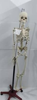 Kamboj Traders Articulated Human Skeleton Model with Stand (5 feet), Removable Arms & Legs Anatomical Body Model