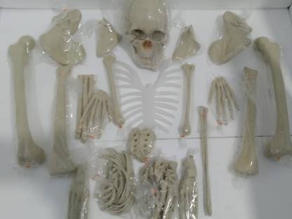 RLK Enterprises Lab Disarticulated Fiber Glass Human Skeleton Model Bone Set Anatomical Body Model