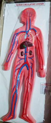 kapasiyaji traders KJT 09 Human Circulatory System Model Anatomical Body Model