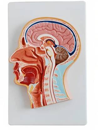 KHANNA TRADERS k64 Median Section of the Head/Explore the Intricacies of Human Anatomy Anatomical Body Model