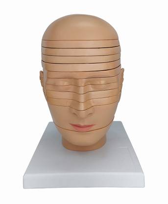 Zx Sliced Head Model 12 Slices Life Size PVC Anatomical Body Model