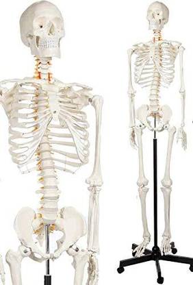 Labgo Premium Medical Quality Articulated Human Skeleton Model Anatomical Body Model