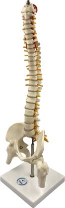 Lexbax Human Mini Spine Model(Vertebral/Spinal Column Model)on plastic base (Pack 1) Anatomical Body Model